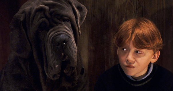 Come Si Chiama Il Cane Di Hagrid