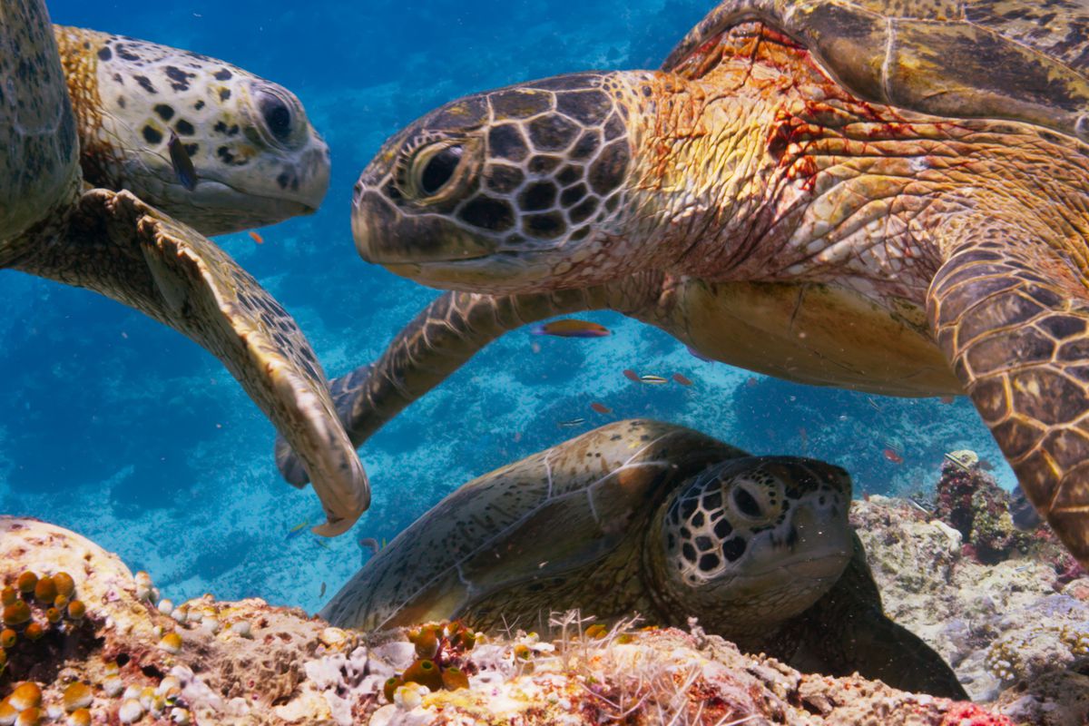Blue planet