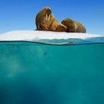 Un'immagine di Blue Planet II