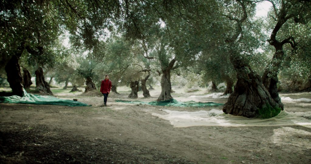 Semina il vento