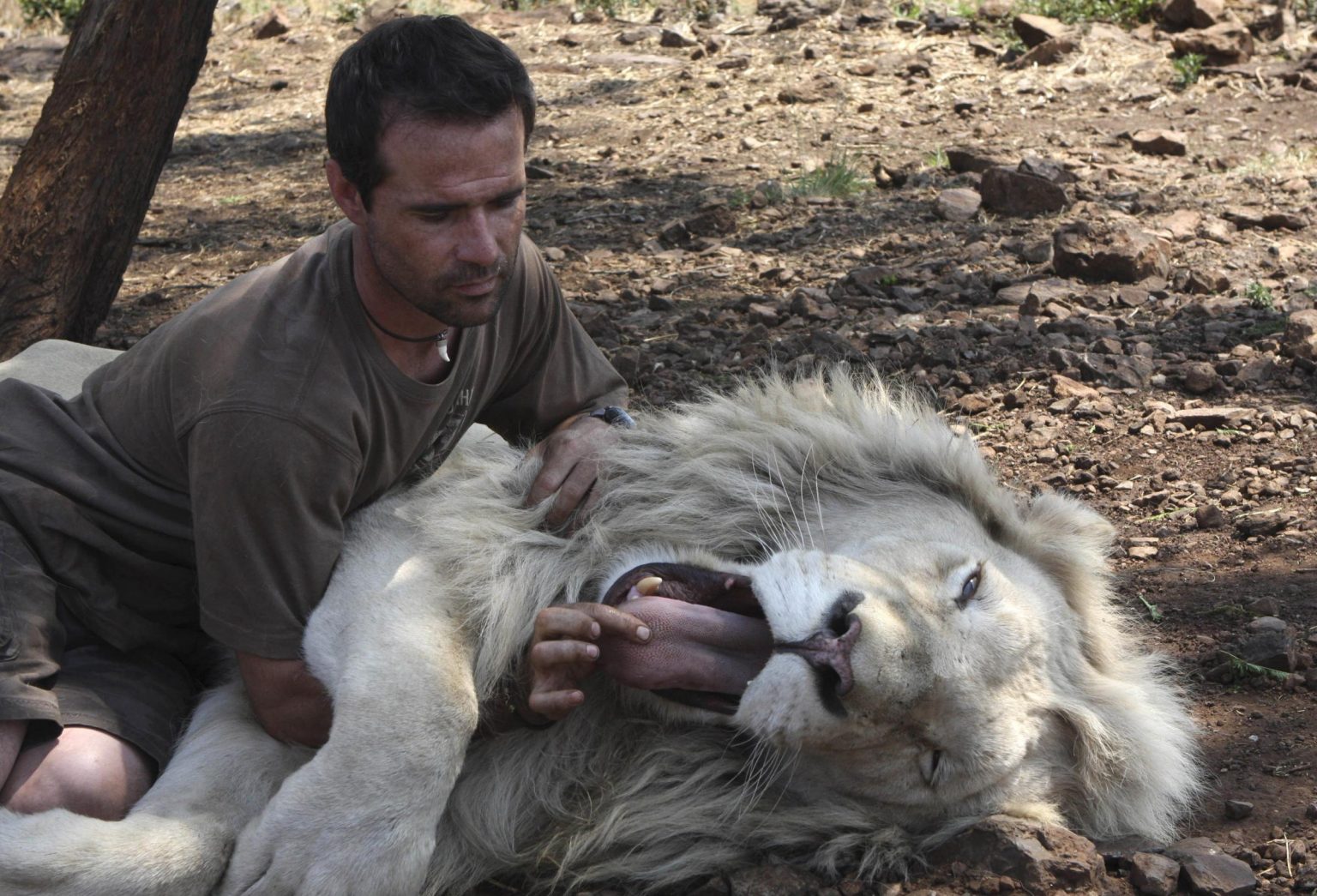 Mia E Il Leone Bianco Storia Vera